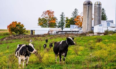 US dairy policies drive small farms to ‘get big or get out’ as monopolies get rich