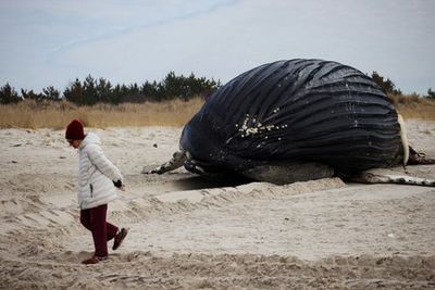 Huge humpback whale washes ashore on New York coast – the 15th in weeks