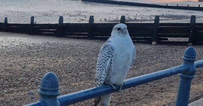 Mum shocked giant bird who posed for her snaps was rare 'missing' falcon worth £337k