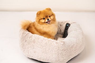 The 10 most common places people lose the TV remote