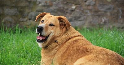 How much your dog should actually weigh as one in three is overweight