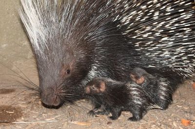 London Zoo welcomes birth of two adorable baby porcupines