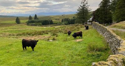 Scottish hill farmers seize opportunity to sell at premium prices