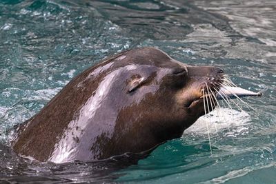 Rochfords’s famous Nelson the seal dead after eviction attempt