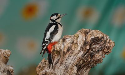 Woodpeckers and wagtails: how readers enjoyed the big birdwatch