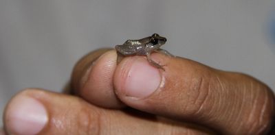 Mini creatures with mighty voices know their audience and focus on a single frequency