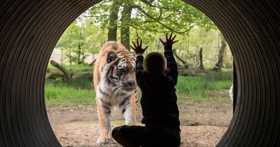 Knowsley Safari follows Chester Zoo with free tickets during teacher strike