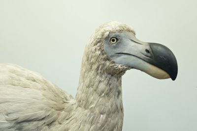 The company trying to bring back the extinct woolly mammoth also wants to revive the dodo bird—and it's already raised more than $200 million