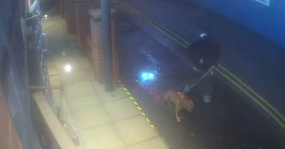 Hunt for dog owner after woman mauled in street and left needing 70 stitches to face