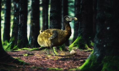Gene editing company hopes to bring dodo ‘back to life’