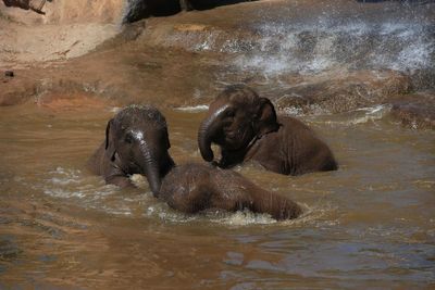 Mammals living in groups may live the longest, study suggests