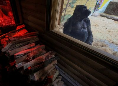 Kyiv Zoo keeps Tony the gorilla warm despite daily power cuts