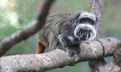 Missing Dallas zoo monkeys recovered but other incidents still a mystery