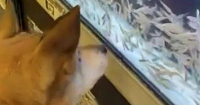 Dog has bizarre obsession with fish and shakes with excitement when he sees one