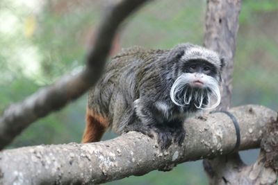 In latest incident at Dallas Zoo, two monkeys feared stolen