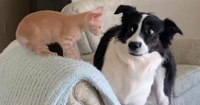 Pooch terrified of of five-week-old kittens learns to become 'momma dog' to cats