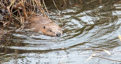 Family of beavers have been successfully moved to Loch Lomond National Nature Reserve