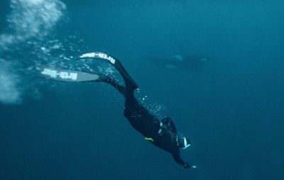 In Norway's icy seas, freediver dances with killer whales