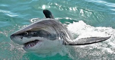 Man decapitated by 19ft great white shark may have been targeted due to his diving suit