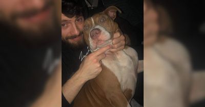Man 'could've died' while walking his puppy after they were hit by car