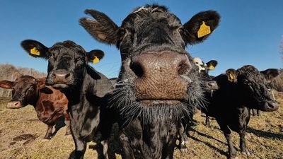 Australia's cattle herd to reach largest size in almost a decade