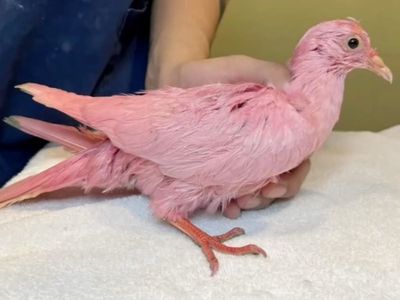 Pigeon found in New York City dies after being dyed pink