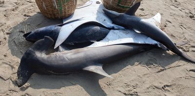 Sharks and stingrays have been traded for centuries — here's why that history could help save them