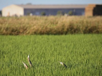 Once bittern but farmers not shy about endangered bird