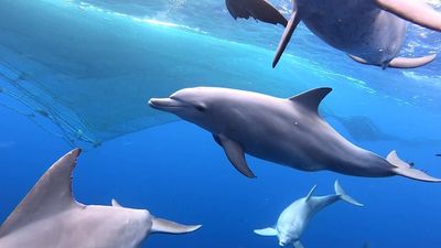 Dolphins and humans both catch more fish when they work together, research in Brazil finds