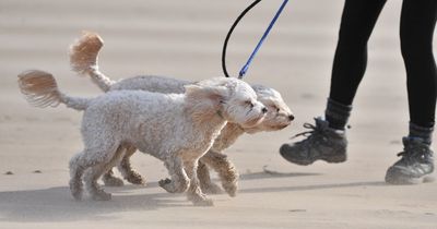 North East Wednesday weather hour-by-hour as Met Office forecasts sunny start to February
