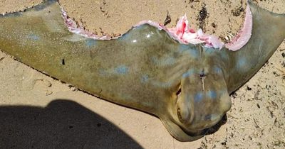Stingray 'decimated' and left with chunks missing in brutal mystery sea monster attack