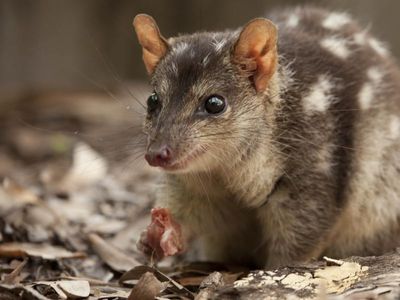 Lusty quoll's sleepless habits could see species rooted