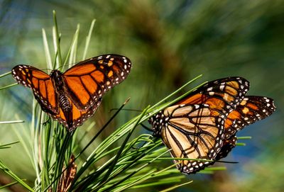 Monarch butterflies wintering in California rebound