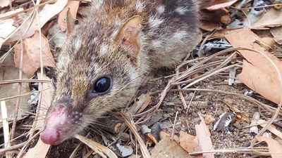 Sexual behaviour of endangered northern quoll linked to death of males