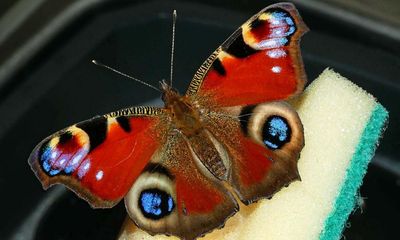 Country diary: There’s a peacock butterfly presenting the news