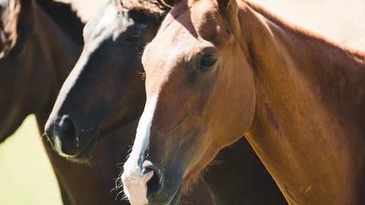 Sentencing delayed in polo ponies Spirit of Tasmania animal cruelty case as magistrate considers vet report