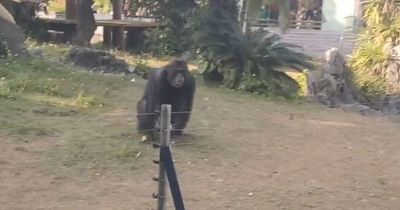 Furious chimp launches bottle at girl filming him leaving her bleeding at zoo