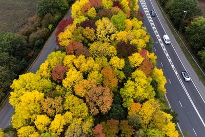 Plant trees in cities to cut high summer temperature deaths, study advises