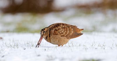 Bird charity banned from Twitter for repeatedly posting woodcock photos