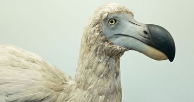 Scientists plan to ‘de-extinct’ the Dodo and release it back into the wild