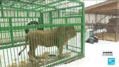 ‘Seriously damaged’: Ukraine war taking heavy toll on animals and nature