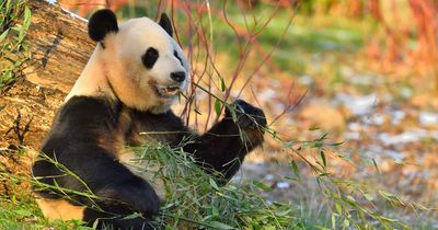 Edinburgh Zoo visitors could win last chance to feed giant pandas before return to China