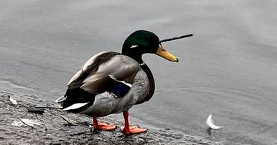 Duck survives being shot through head with crossbow bolt