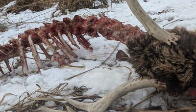 Disappearing into hunting shed antlers and finding a surprise