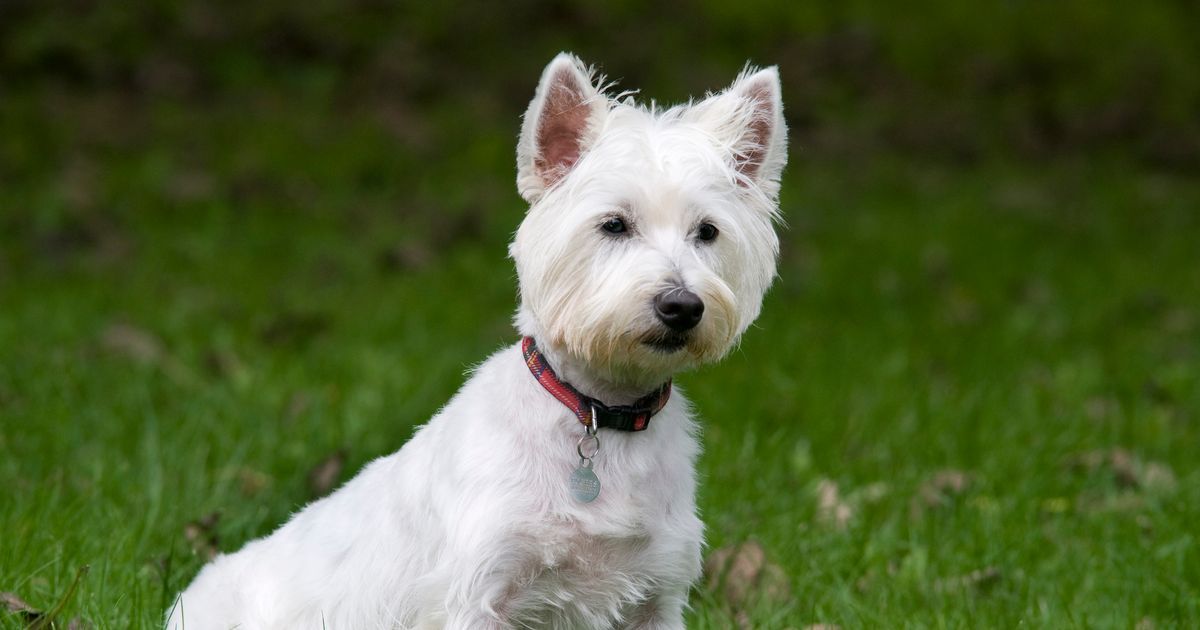 Your Allergies Will Thank You The Best Medium Sized Dogs That Dont Shed - fwy4t9z