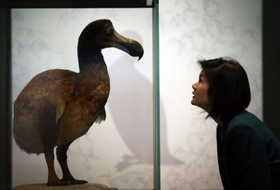 Gene editing company aims to bring dodo ‘back to life’