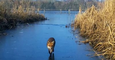 Fearless fox's adventure caught on camera at Nottingham's Attenborough Nature Reserve