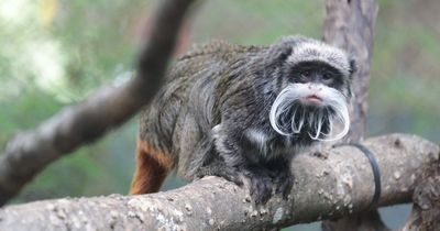 Monkeys missing from zoo after mysterious break-in found in cupboard in abandoned home