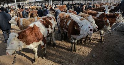 China claims to have cloned three 'super cows' that can produce more milk