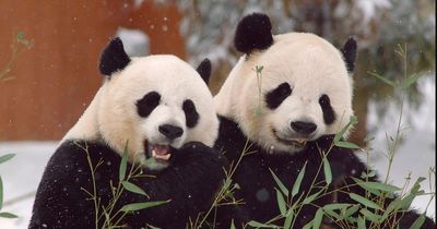 Edinburgh Zoo gives lucky locals chance to feed giant pandas before they leave